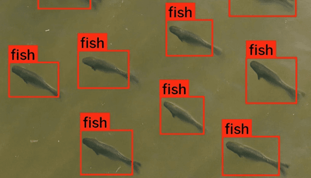 Marine Detection - Fish